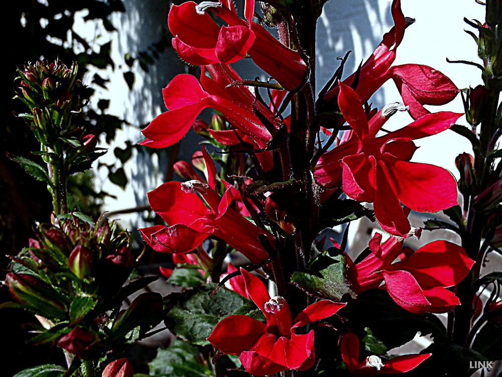 rote Blüten Foto & Bild anfängerecke nachgefragt, nachgefragt