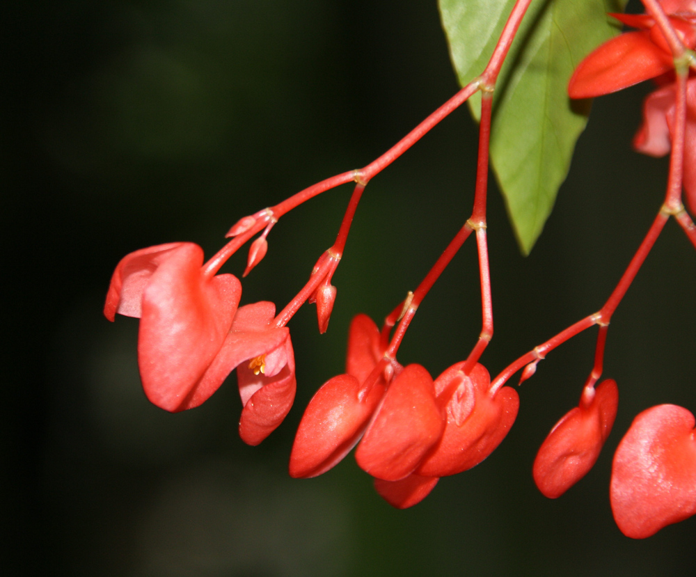 Rote Blüten