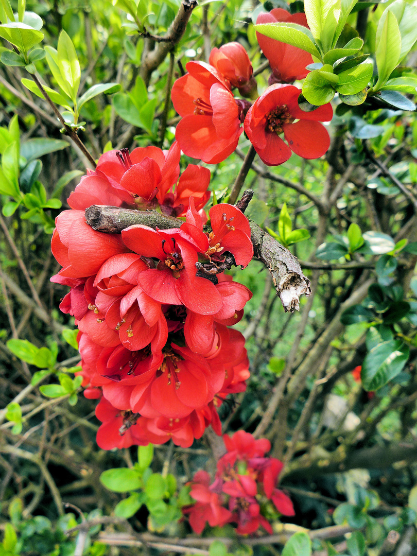 Rote Blüten