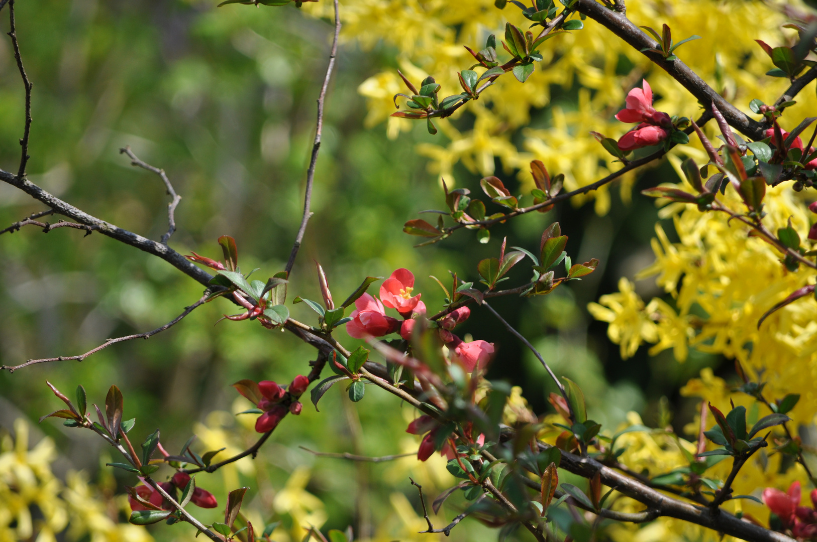 rote Blüten