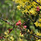 rote Blüten