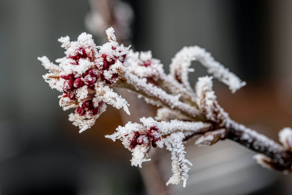 Rote Blüten