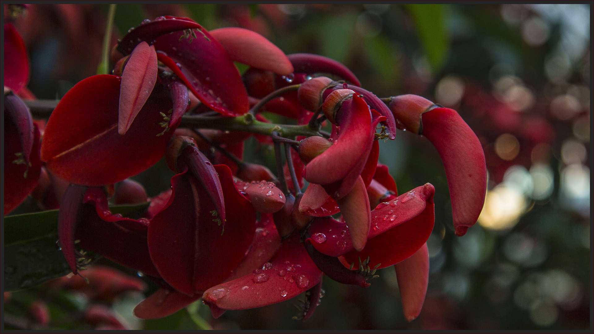 ROTE BLÜTEN