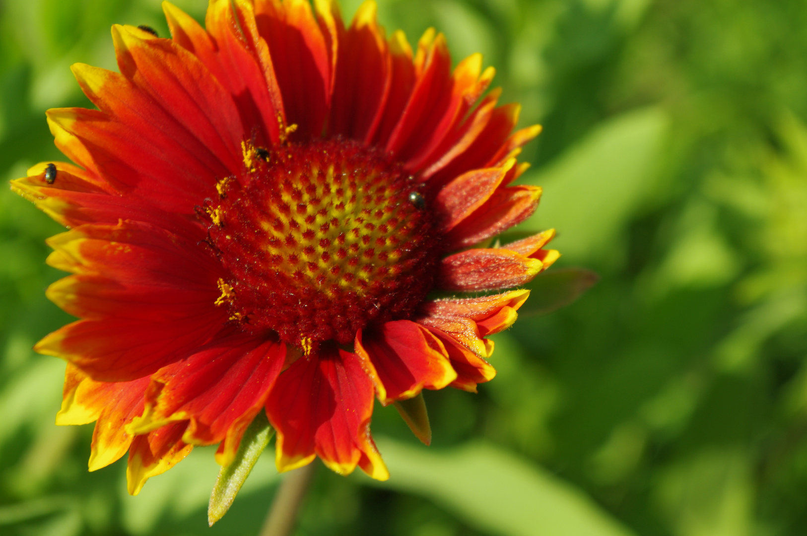 Rote Blüten