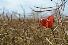 Rote Blüten