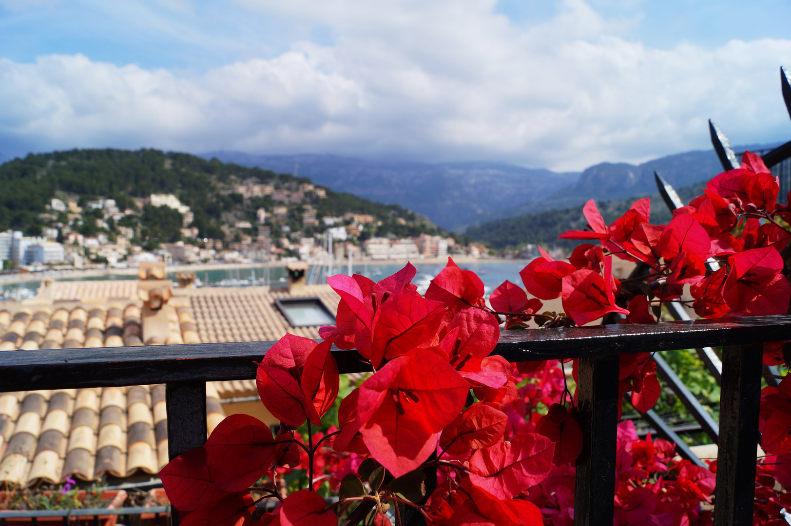 Rote Blüten am Hafen von Port de Sóller