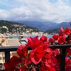 Rote Blüten am Hafen von Port de Sóller