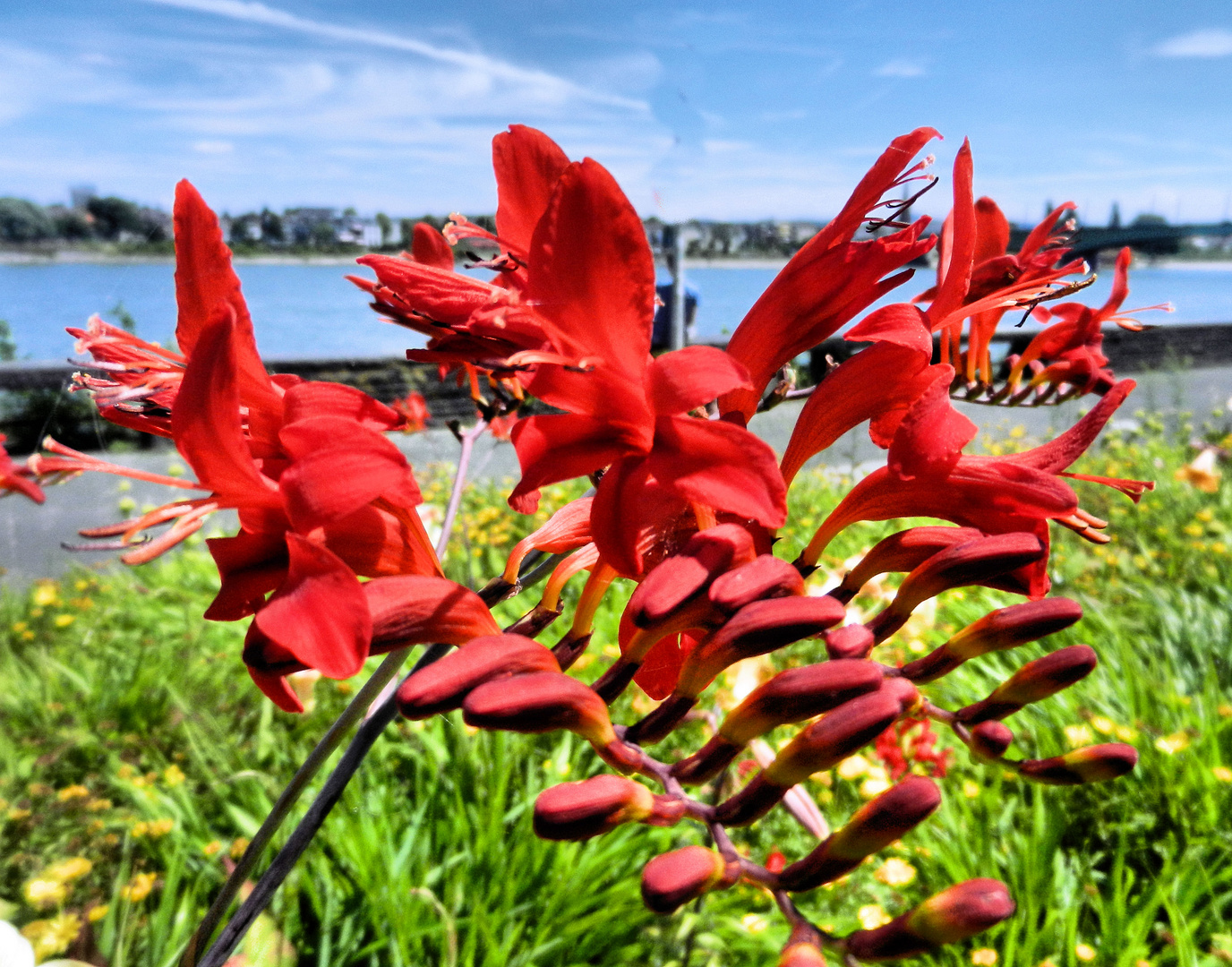 Rote Blüten am Rhein