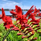Rote Blüten am Rhein