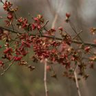 Rote Blüten