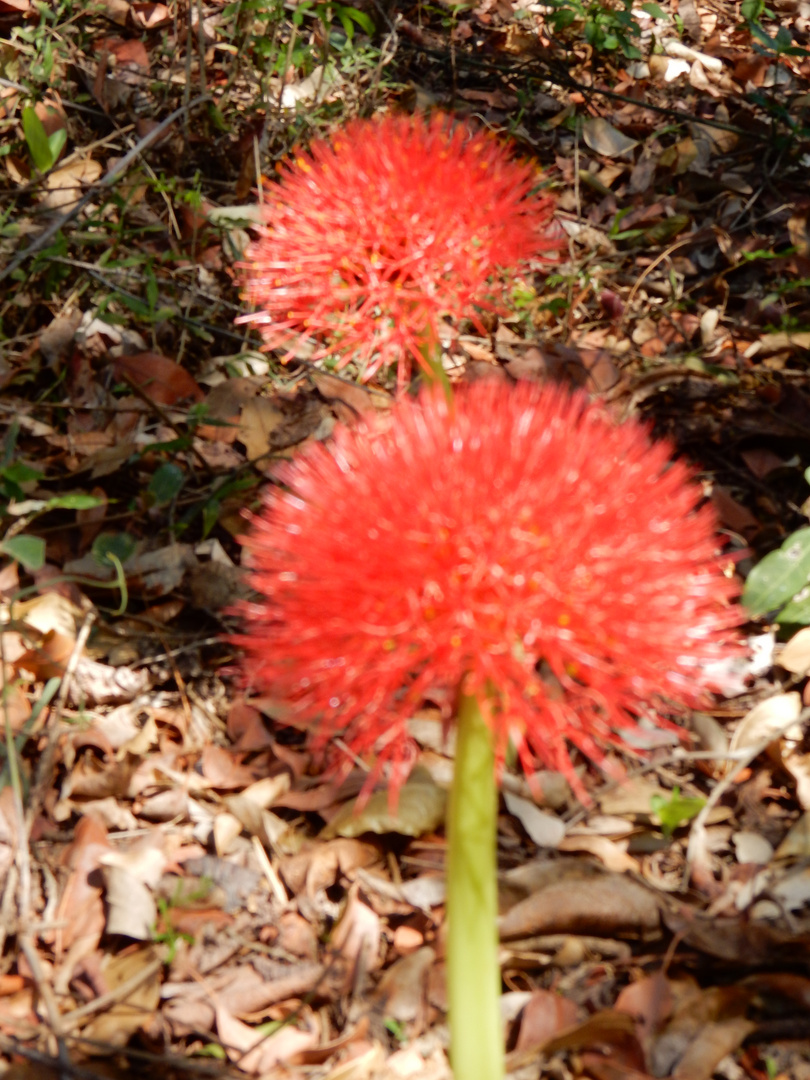 Rote Blüten