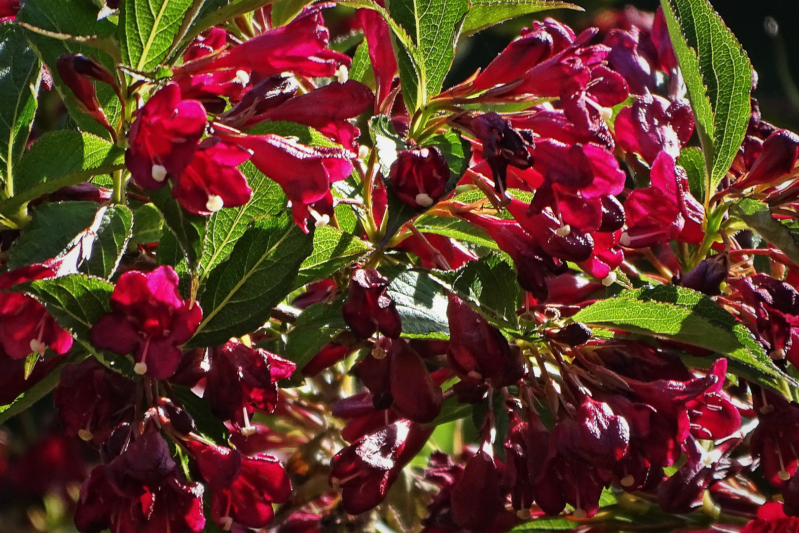 rote Blüten 