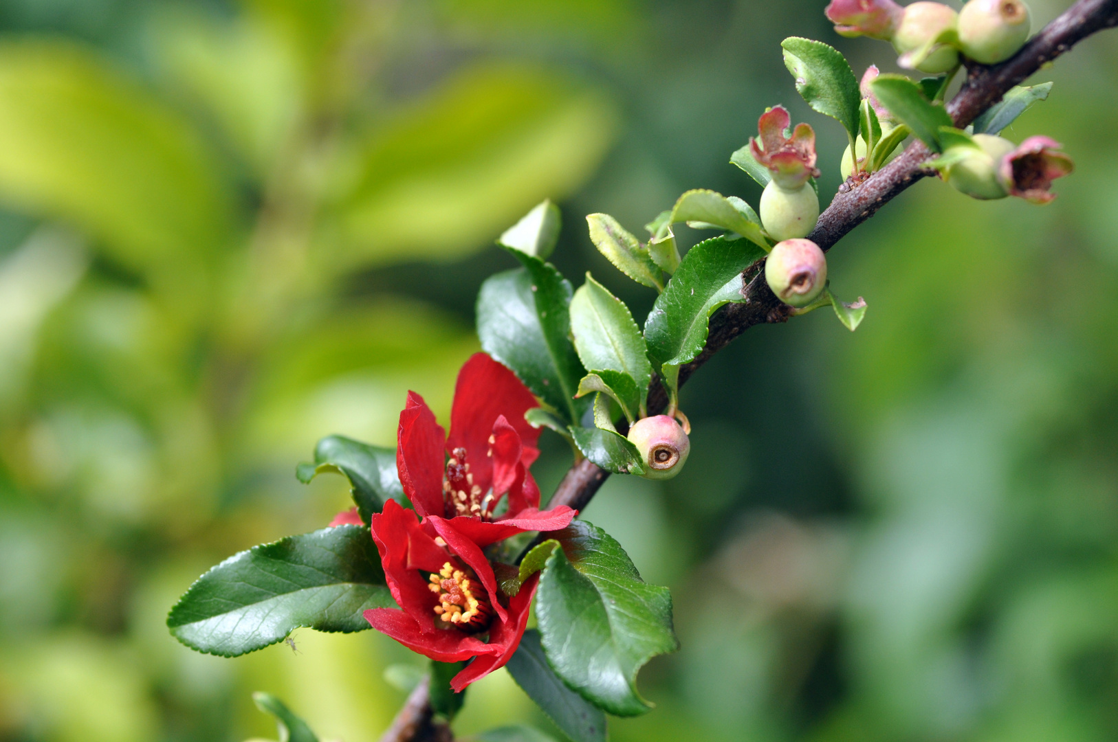 rote Blüten photo & image natur, pflanzen, blüten images at photo