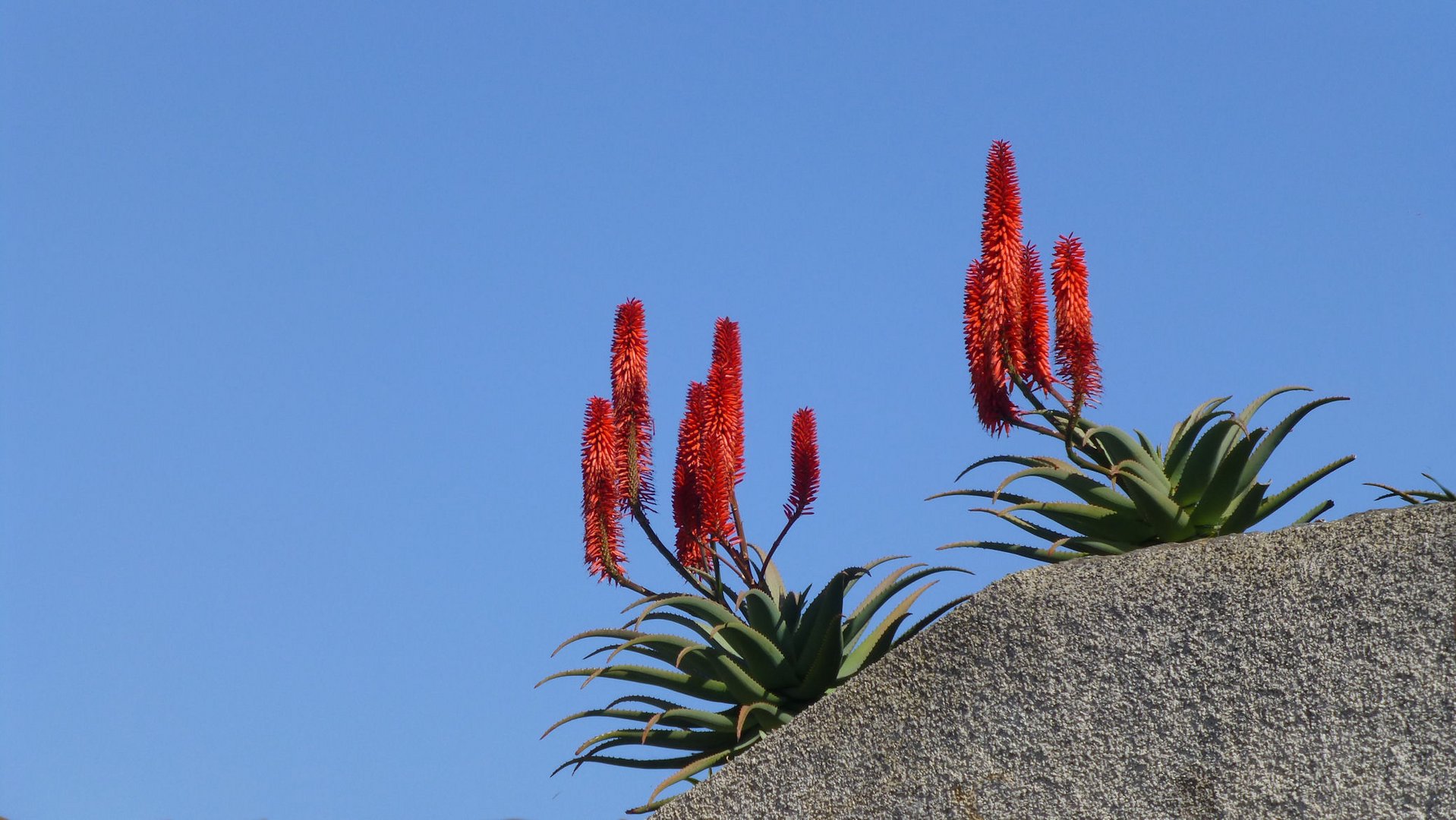 Rote Blüten der Aloe vor blauen Himmel