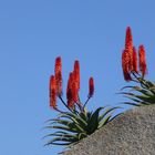 Rote Blüten der Aloe vor blauen Himmel