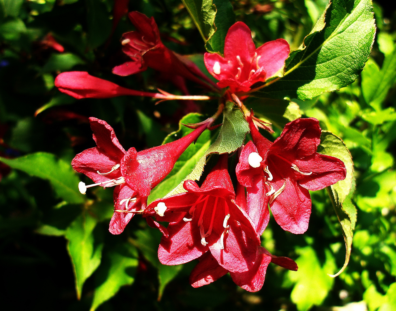 Rote Blüten