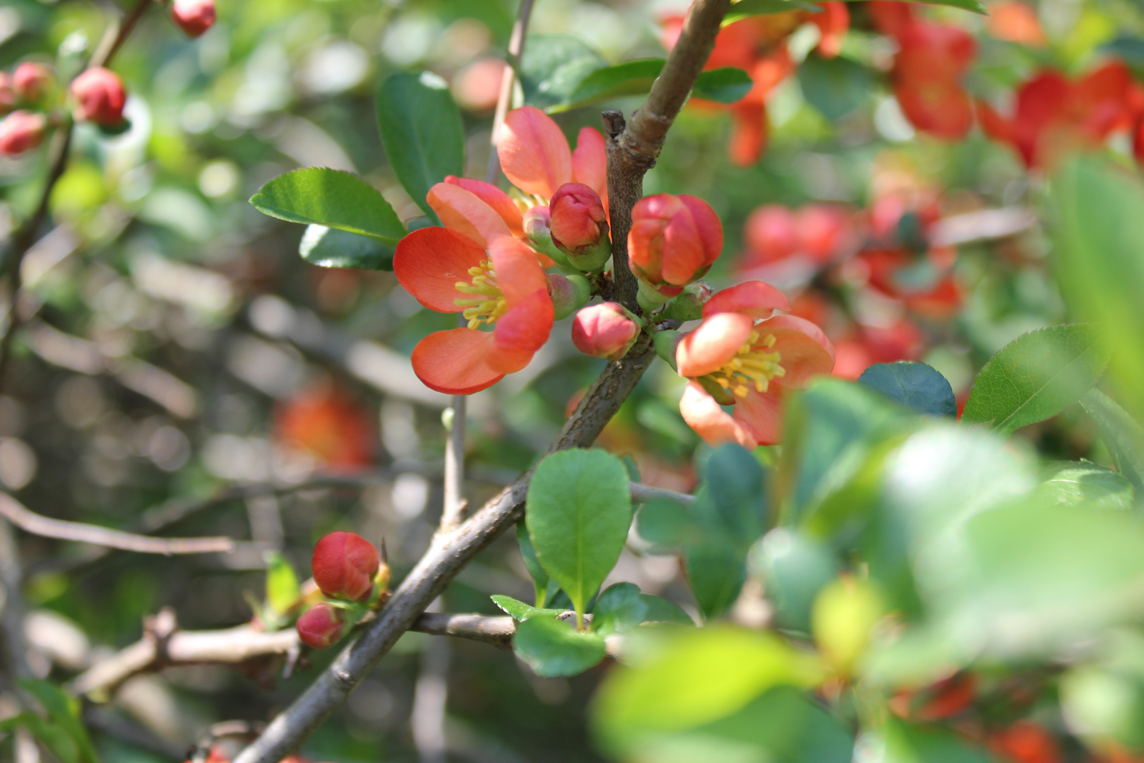 Rote Blüten