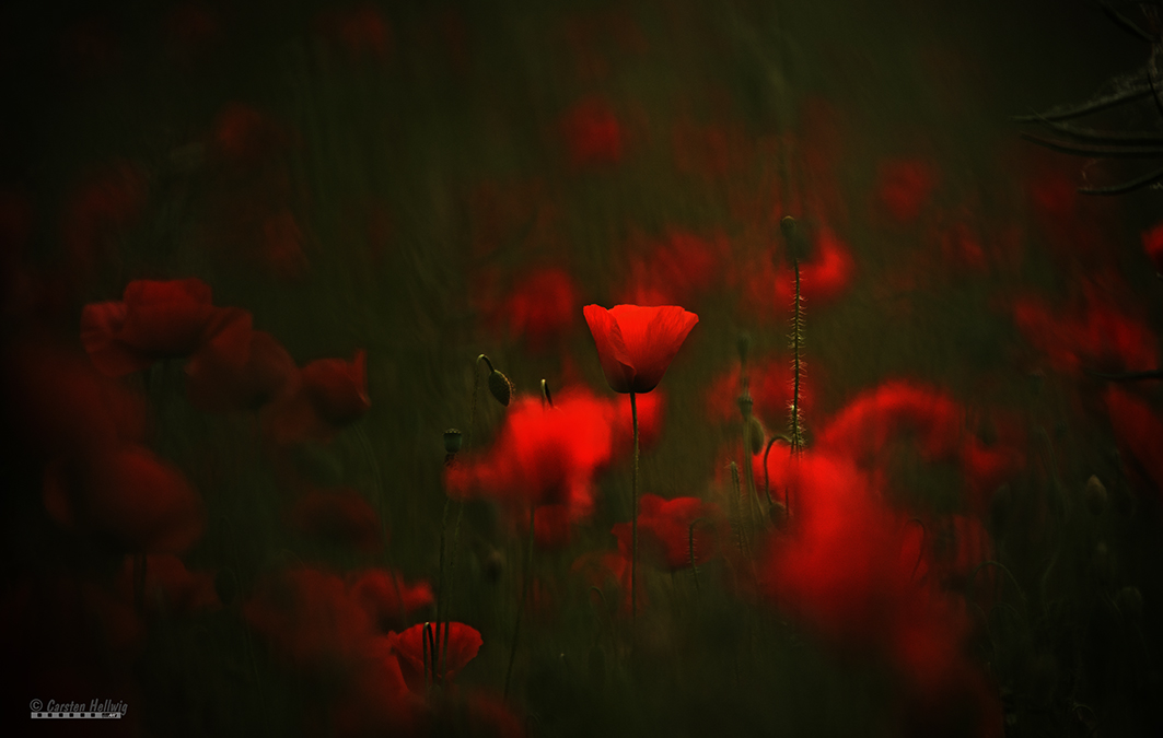 Rote Blüten II 