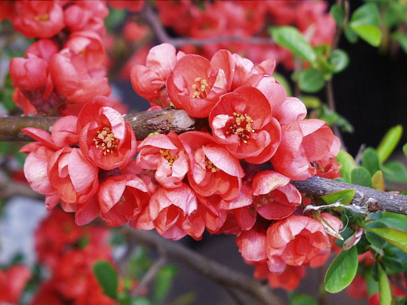 Rote Blüten im Garten Foto & Bild pflanzen, pilze & flechten