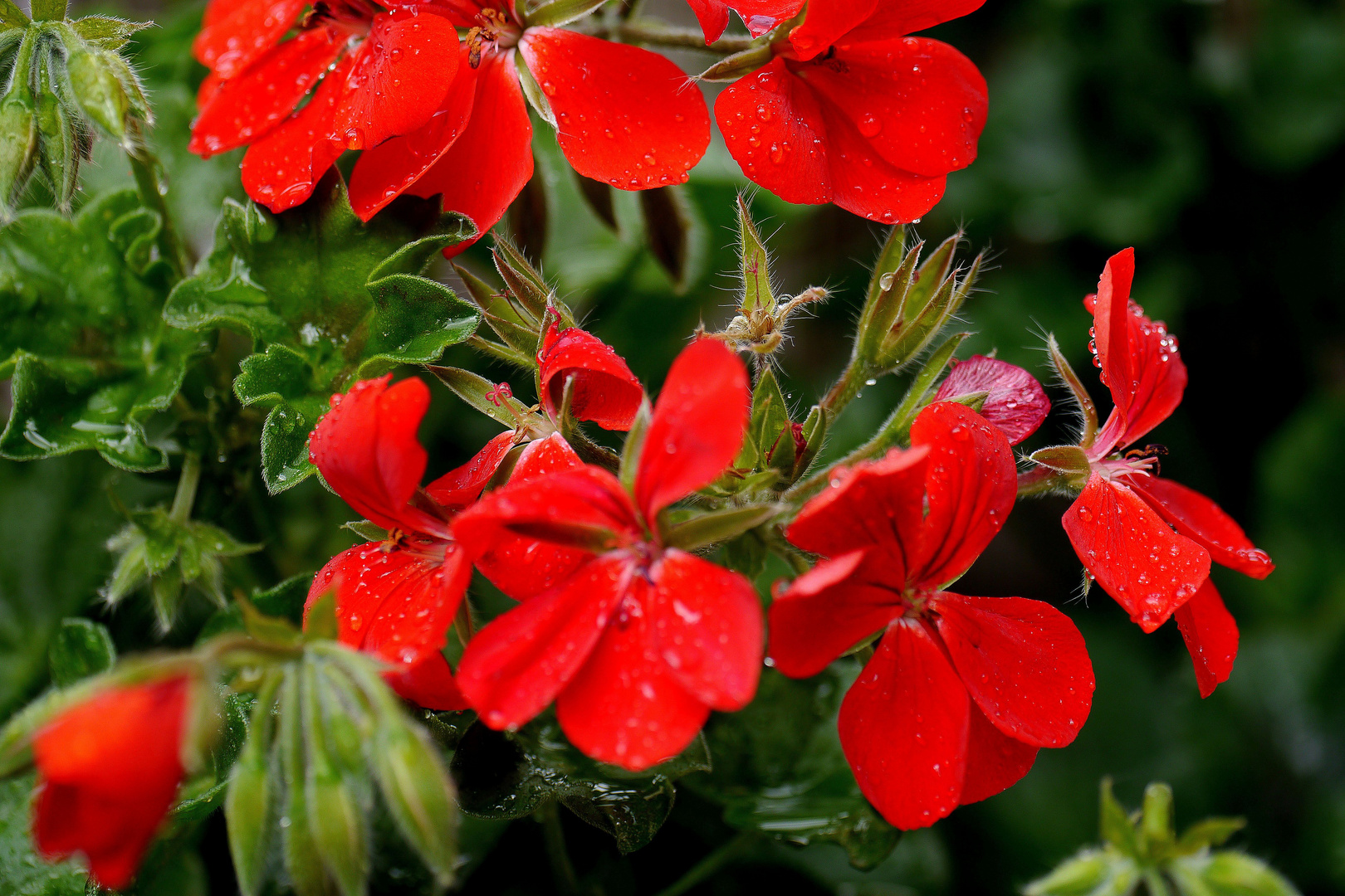 Rote Blüten im Garten.