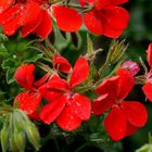 Rote Blüten im Garten.