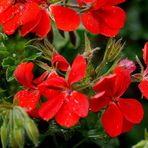 Rote Blüten im Garten.