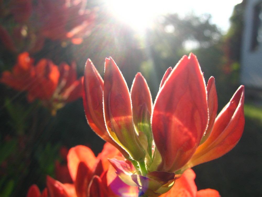 rote Blüten im Sonnenschein