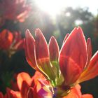 rote Blüten im Sonnenschein