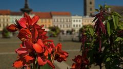 rote Blüten in Budweis