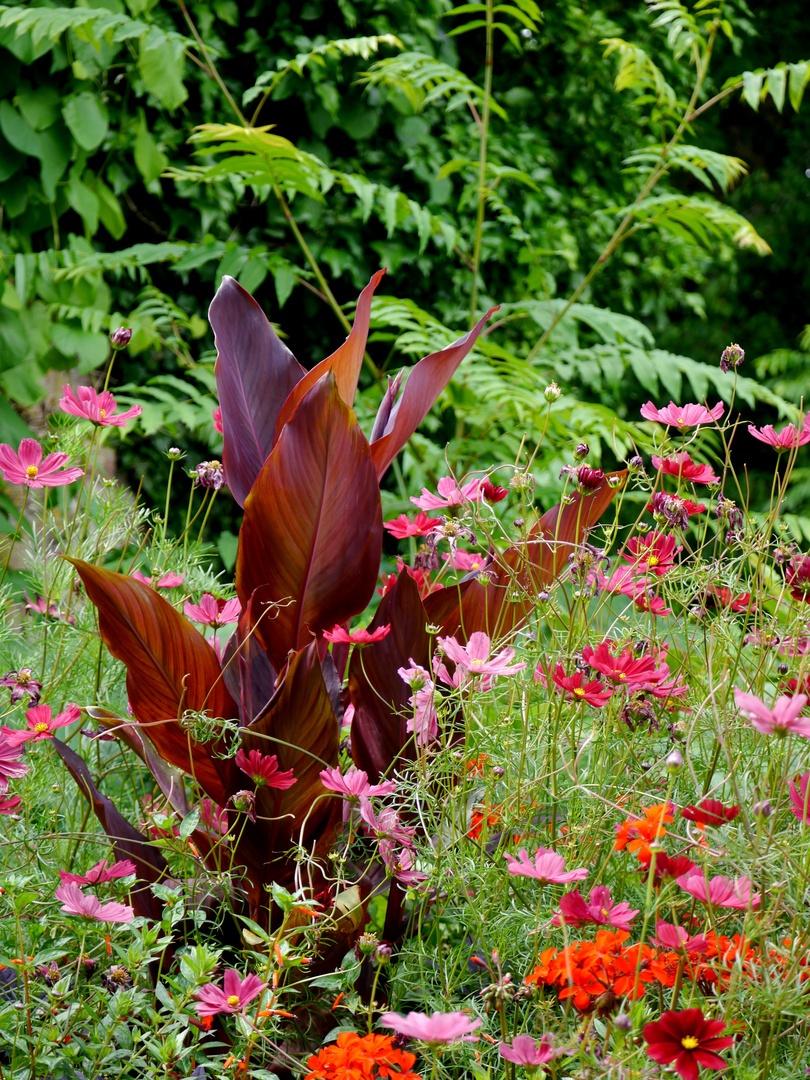 Rote Blüten in der Flora