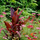 Rote Blüten in der Flora