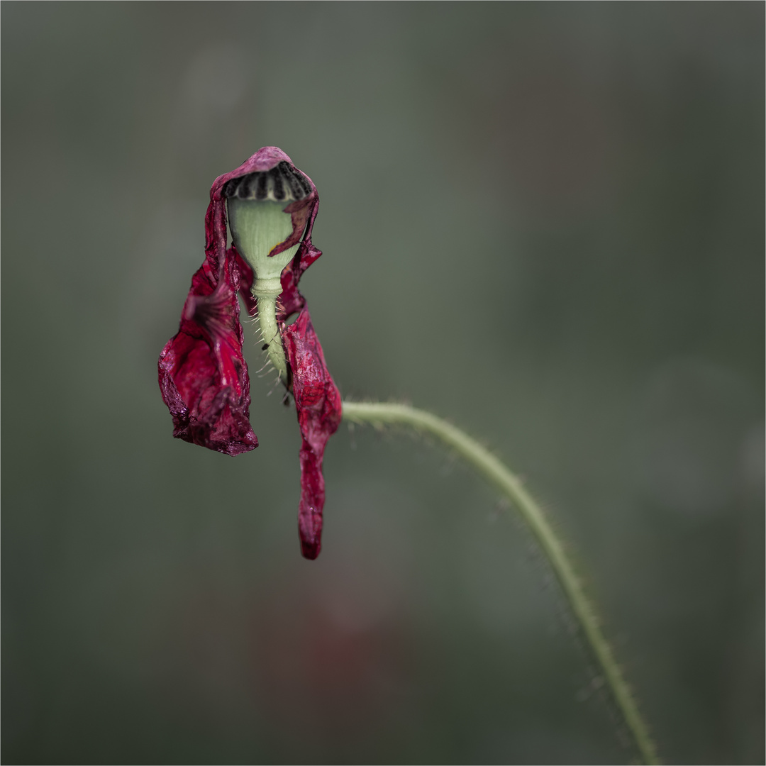 rote Blütenblätter