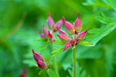 Rote Blütenknospen.