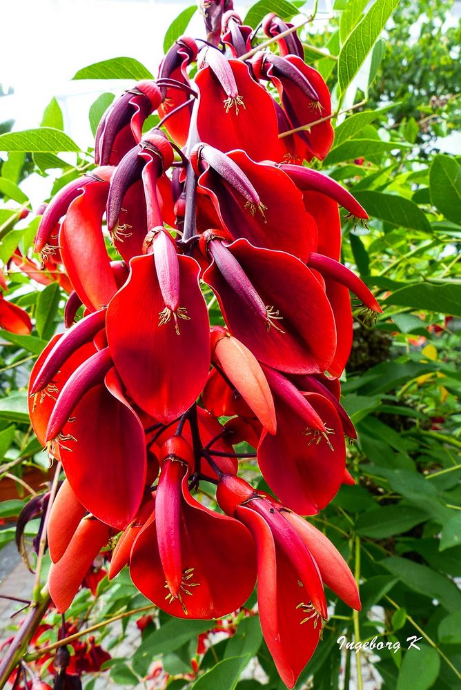 Rote Blütenpracht - Gruga Essen -