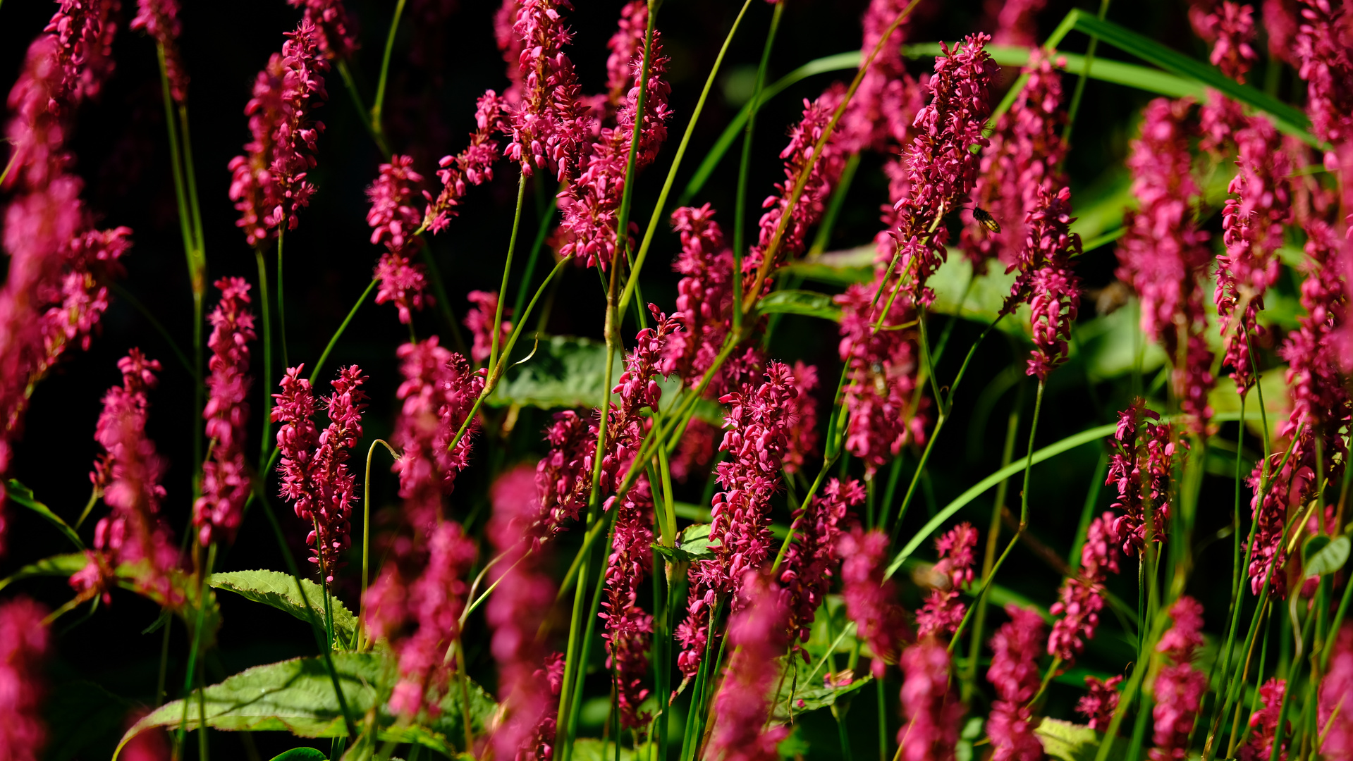 Rote Blütenprachte