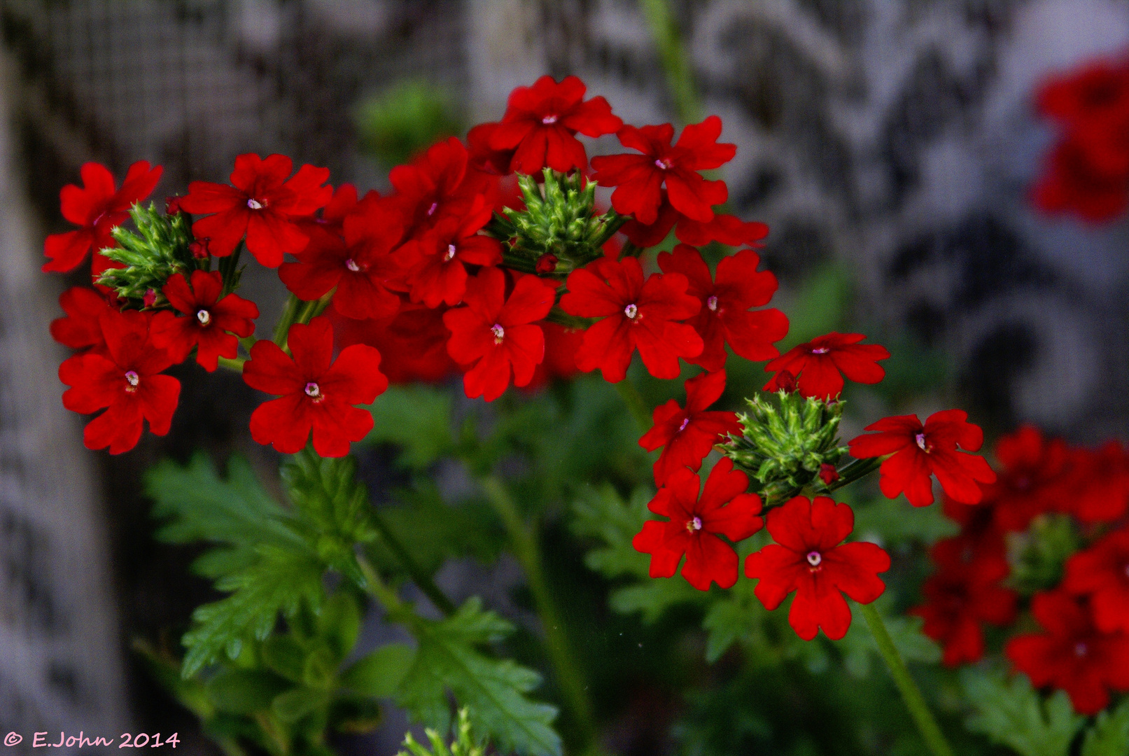 Rote Blüten(Verbenen)