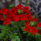 Rote Blüten(Verbenen)