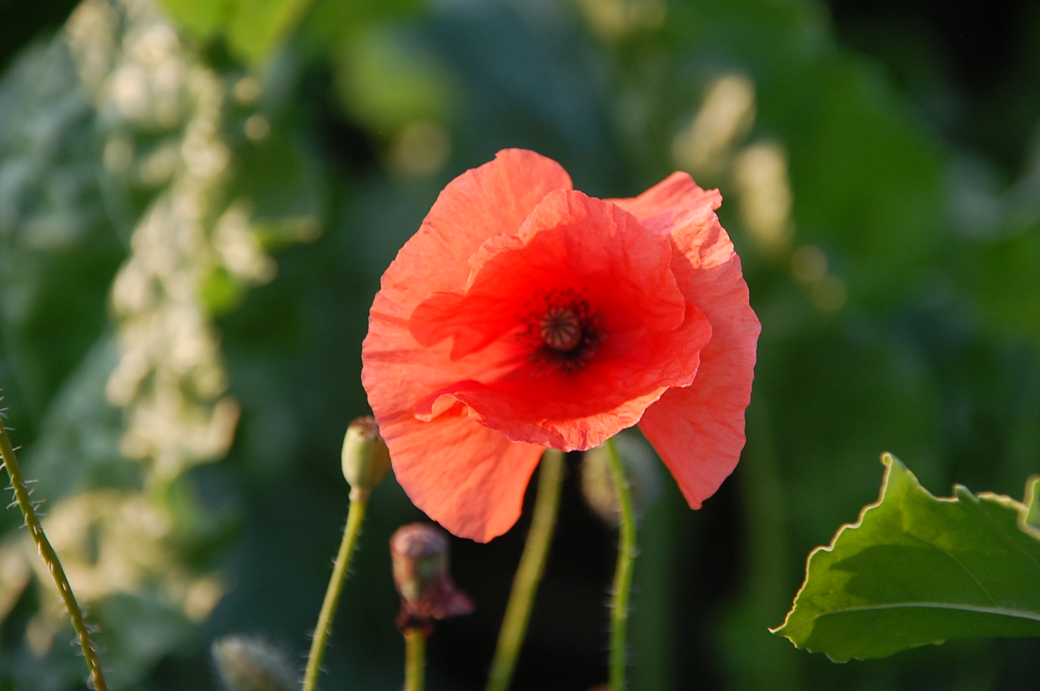 Rote Blume