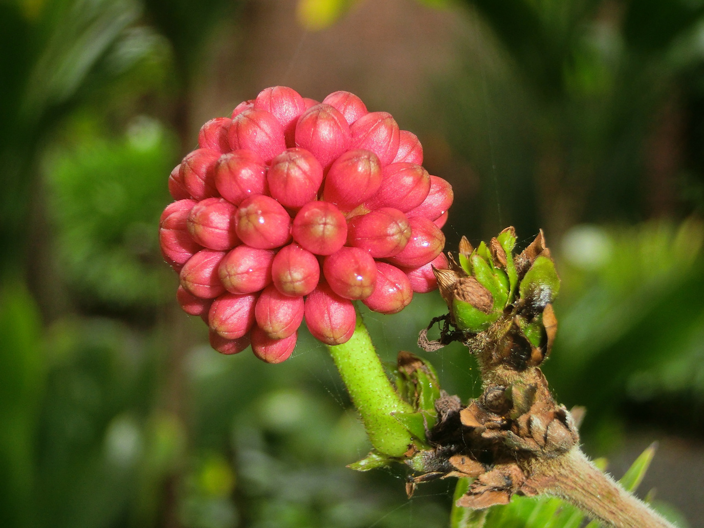 rote Blume