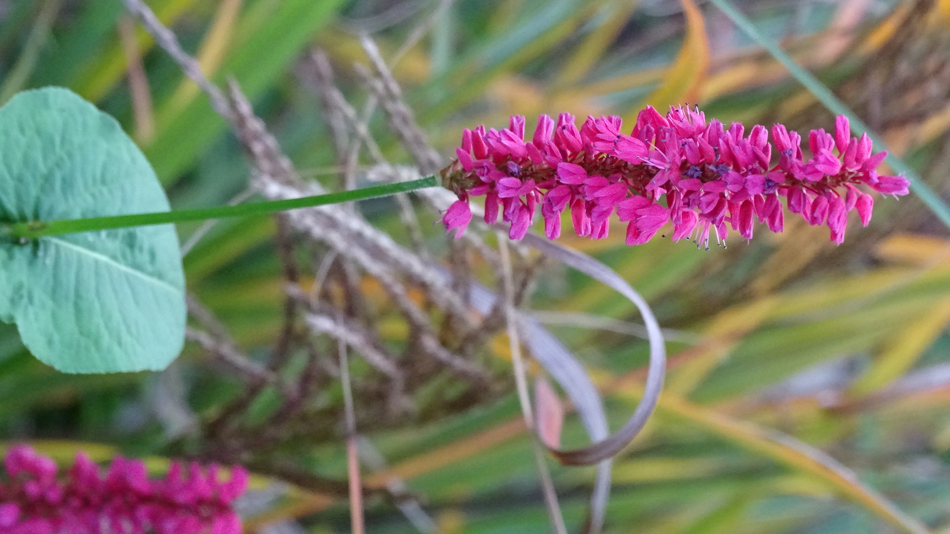 Rote Blume