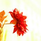 rote Blume