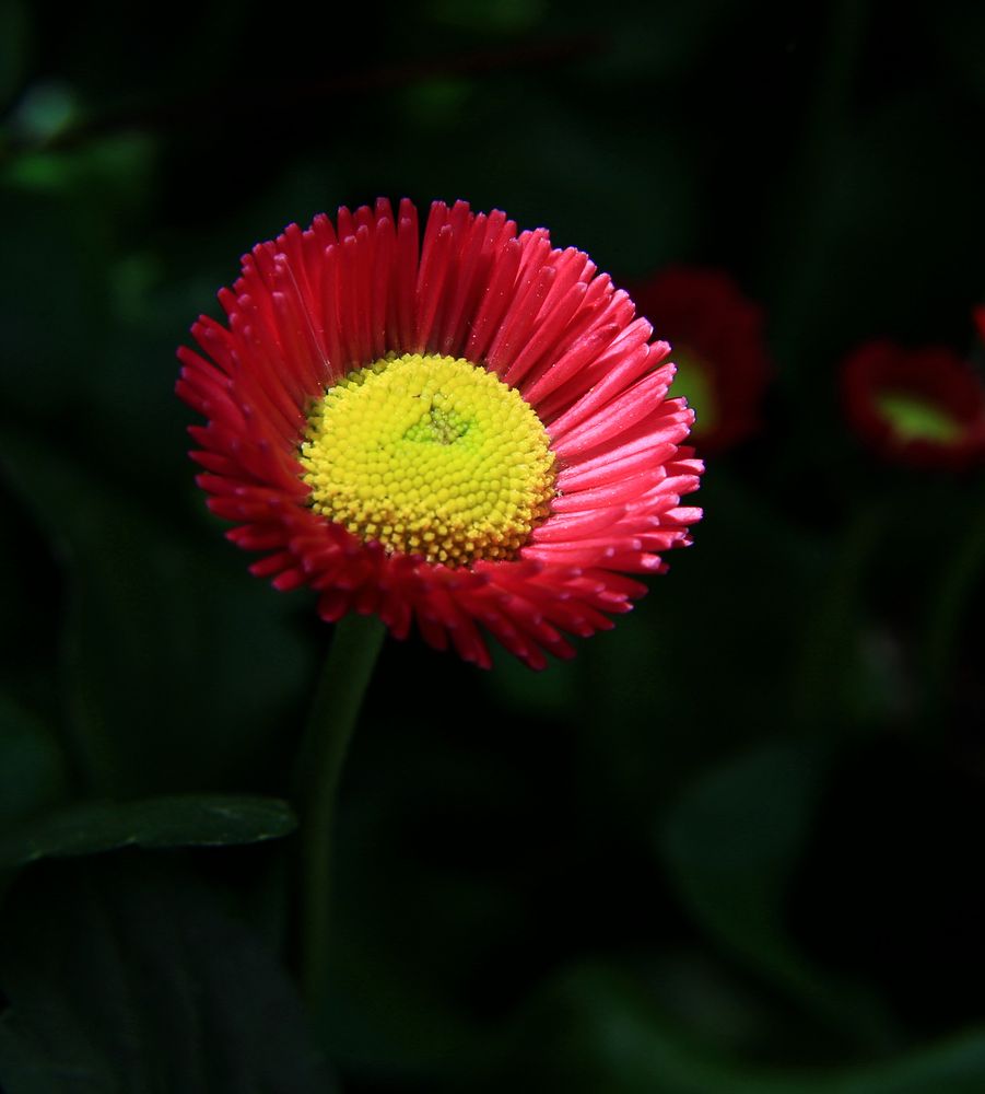 Rote Blume by Isabella und Jürgen Sachen 