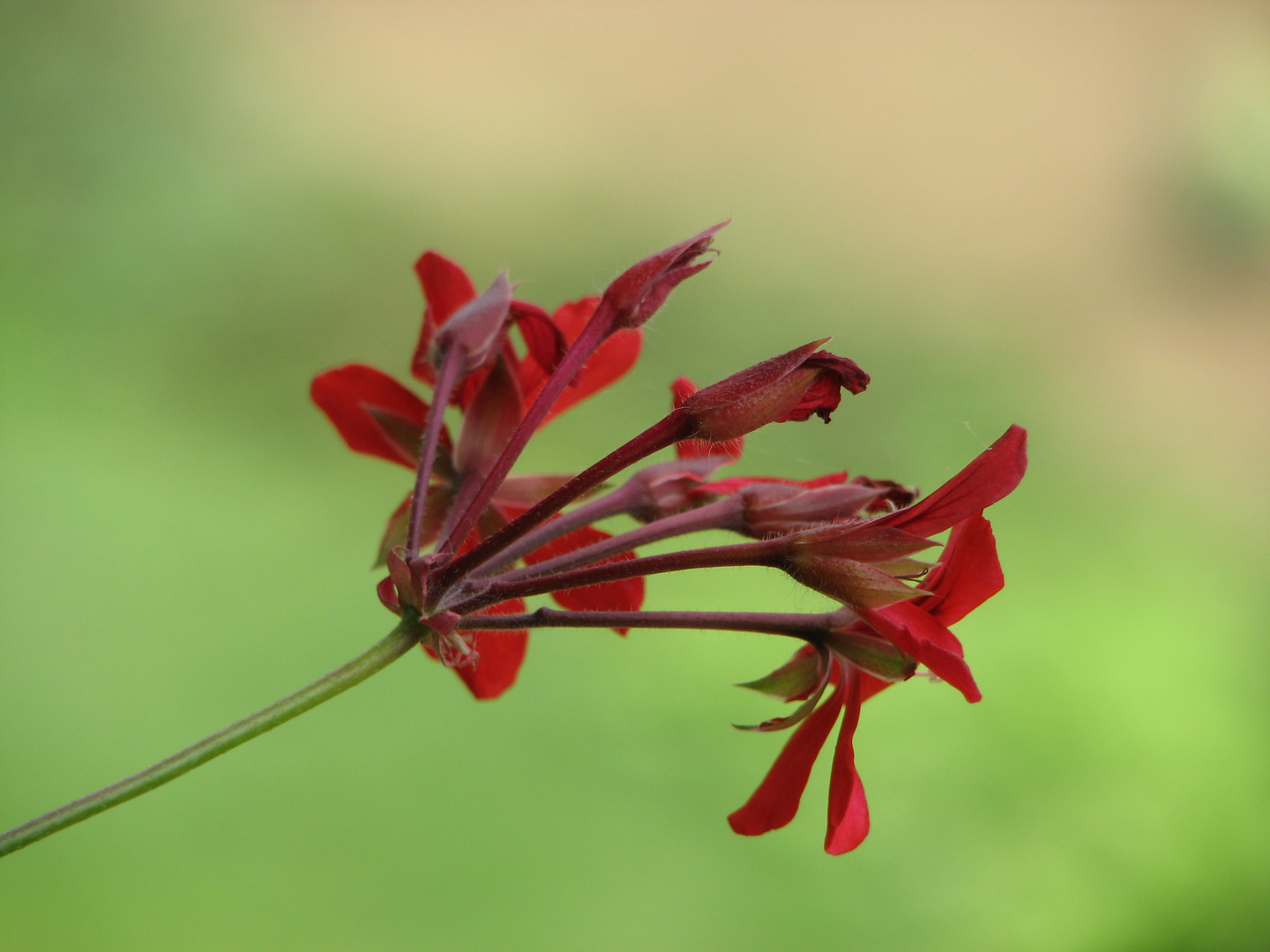 Rote Blume