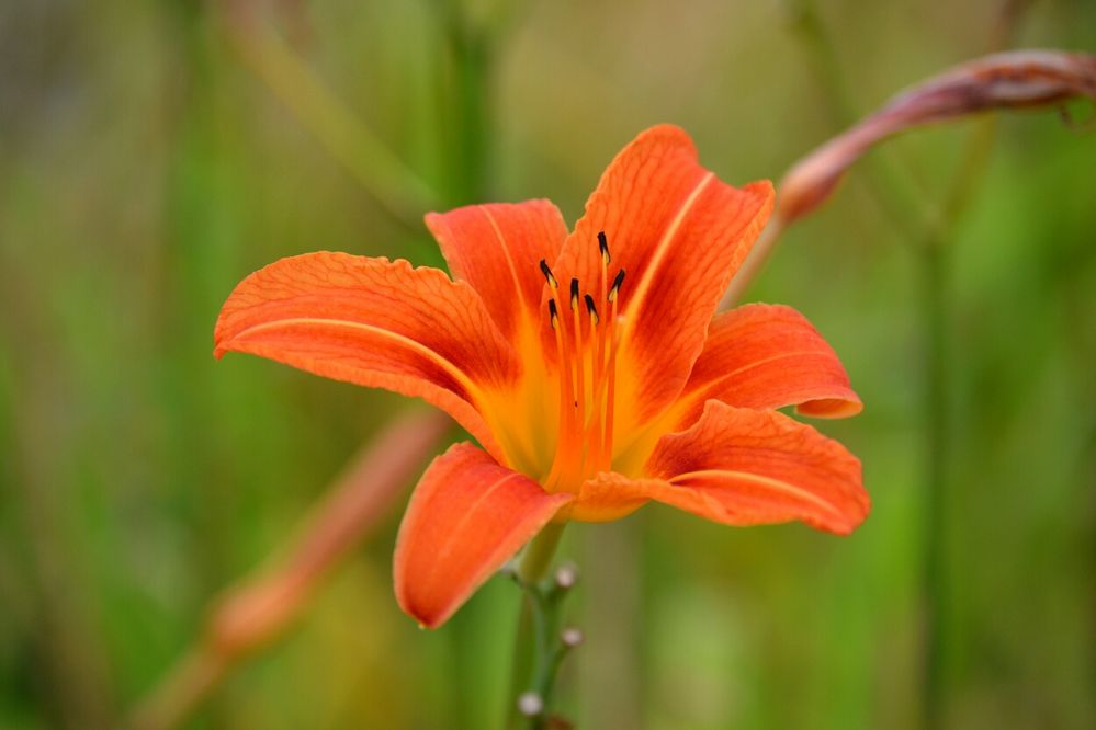 rote blume