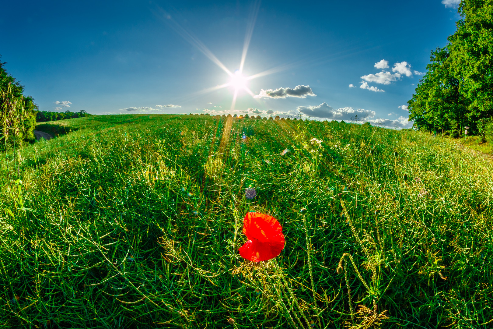 Rote Blume