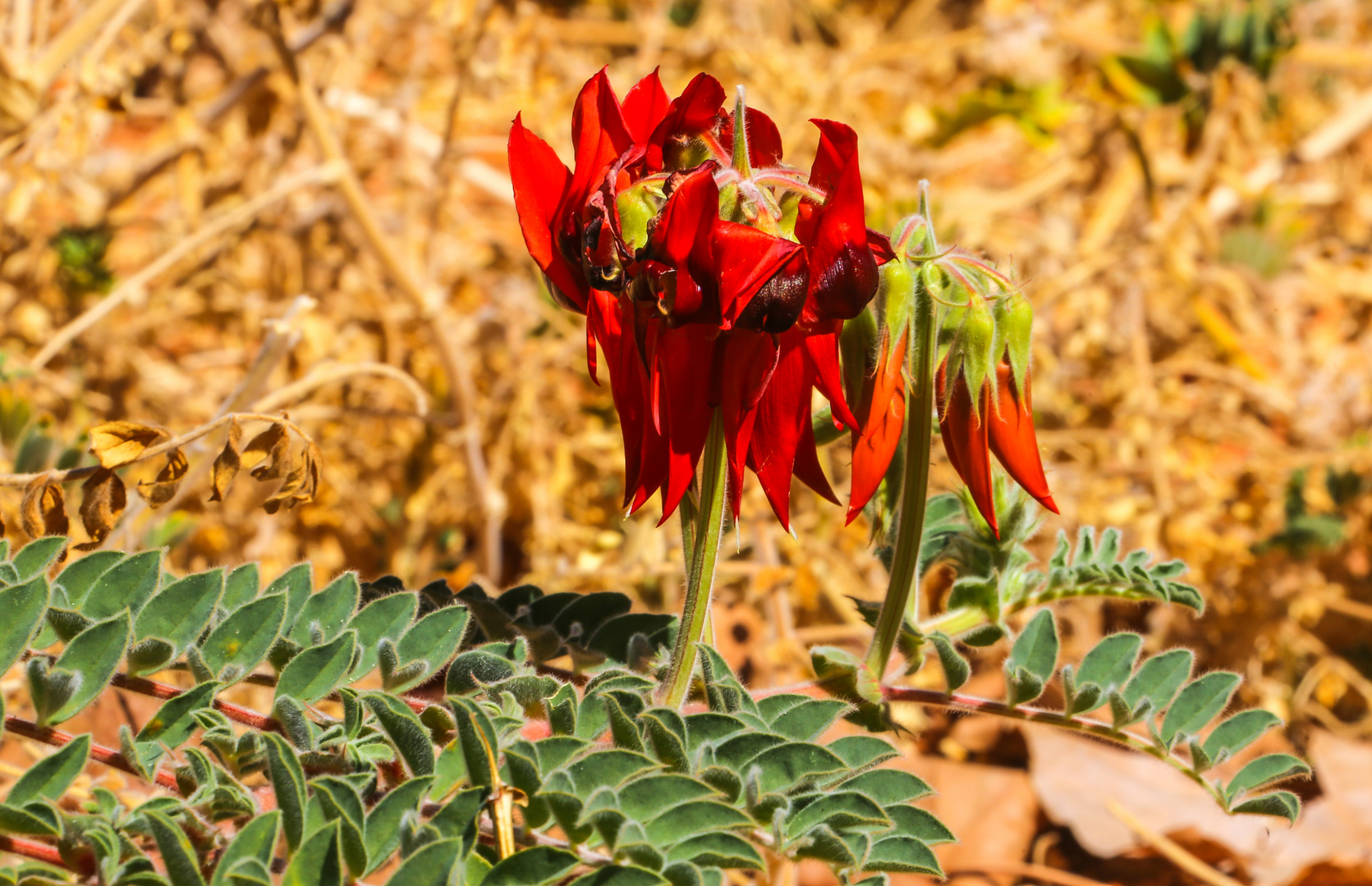 Rote Blume