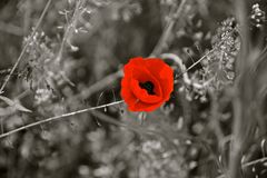 Rote Blume