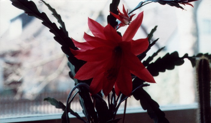 Rote Blume