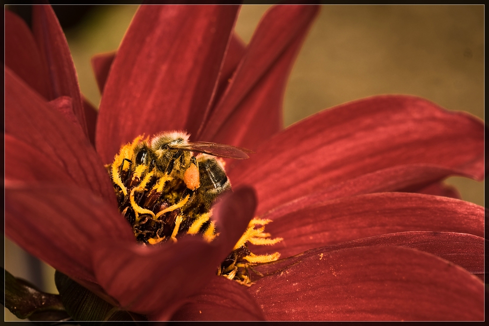 Rote Blume