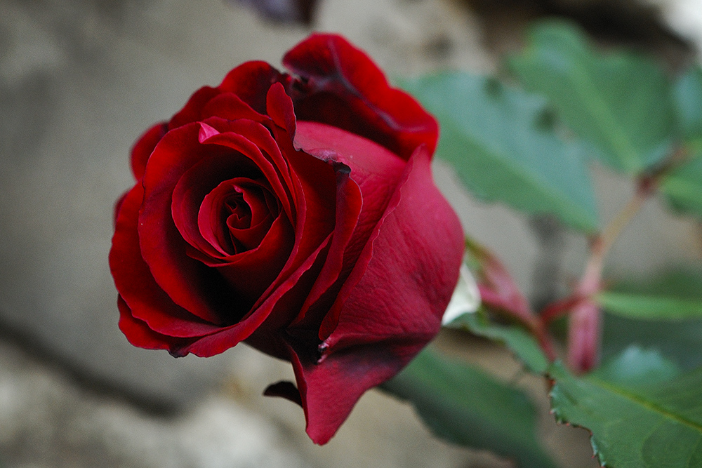 Rote Blume Foto & Bild | pflanzen, pilze & flechten ...